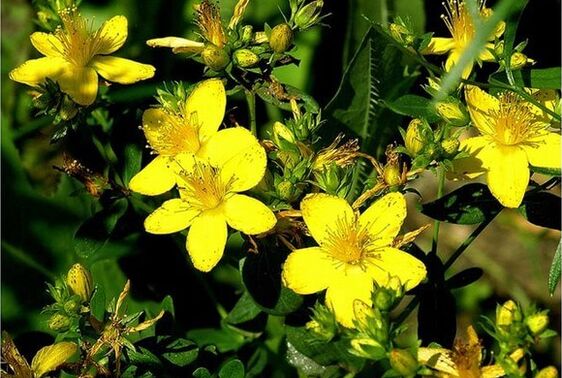 La hierba de San Juan es una planta medicinal que ayuda a afrontar la prostatitis.